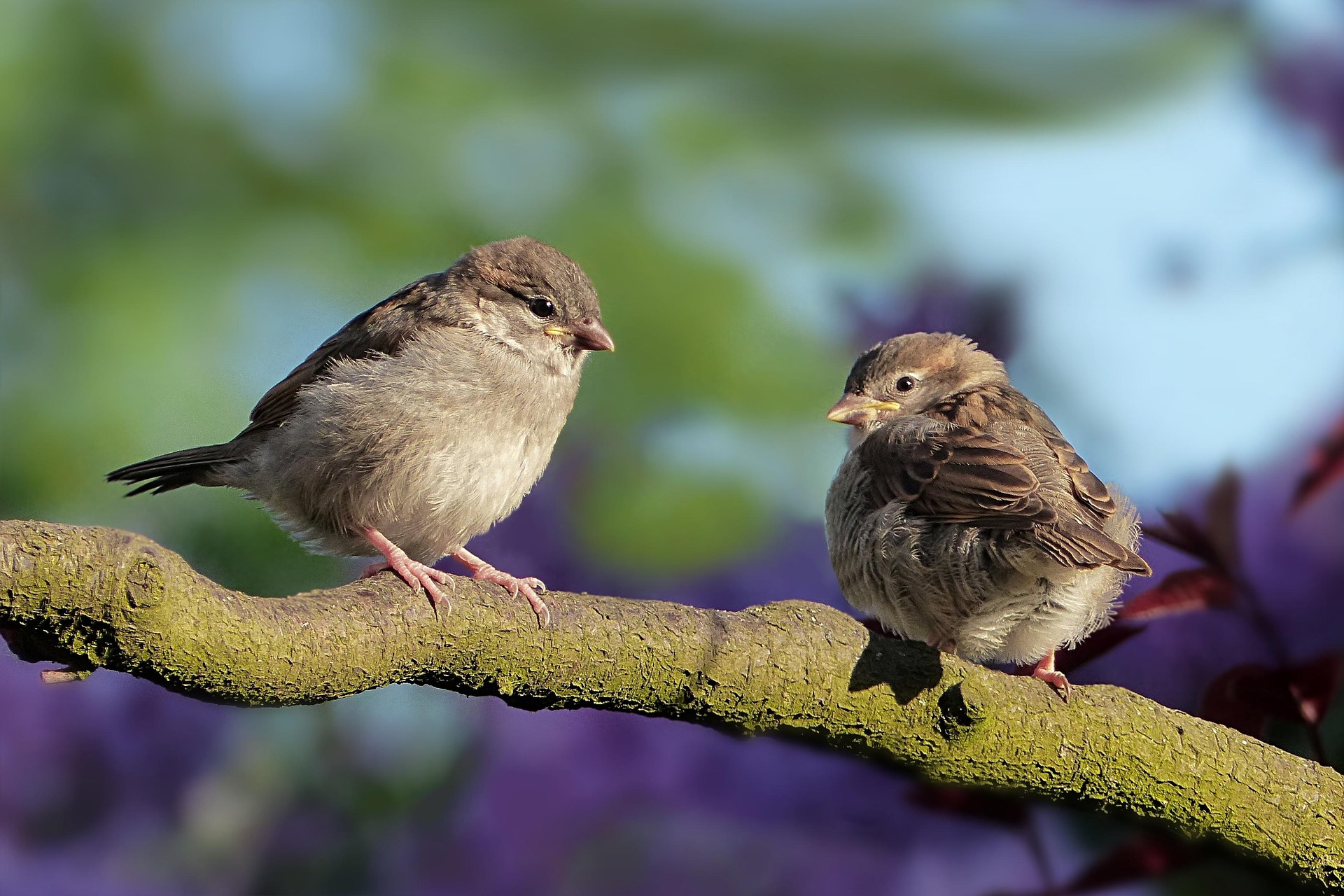 sparrows-3434123_1920