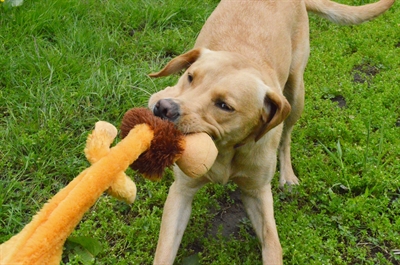 Happy pet wild crinkler leeuw - Afbeelding 2