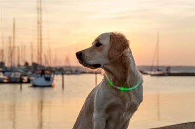 Trixie lichtgevende halsband usb flash light oplaadbaar tpu groen - Afbeelding 5