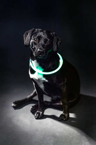 Trixie lichtgevende halsband usb flash light oplaadbaar tpu groen - Afbeelding 6