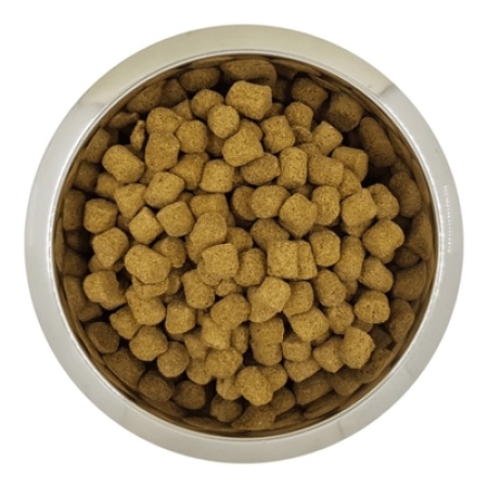 Yourdog chien franÇais blanc et orange senior