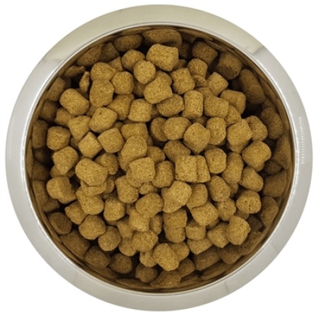 Yourdog koningspoedel volwassen