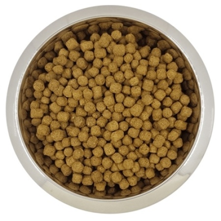 Yourdog dwerg- of toypoedel volwassen