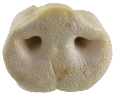 Petsnack gepofte varkensneuzen - Afbeelding 3