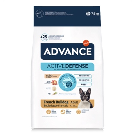 Advance adult french bulldog