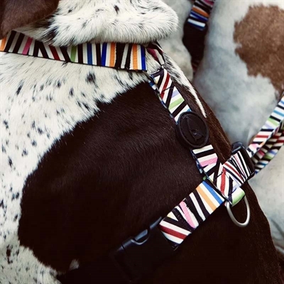 Morso hondentuig h-tuig gerecycled spaghetti incident - Afbeelding 2