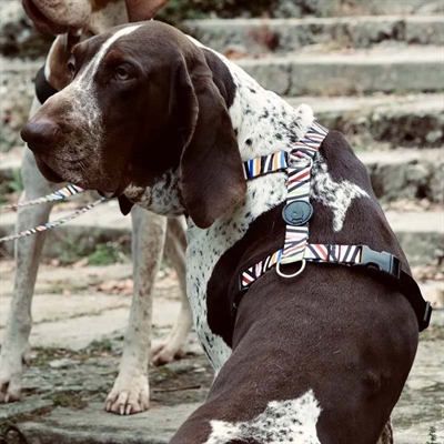 Morso hondentuig h-tuig gerecycled spaghetti incident - Afbeelding 3