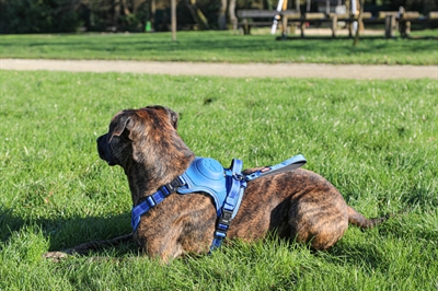 Zolux easyride hondentuig blauw - Afbeelding 11