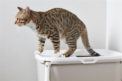 Savic kattenbak hop in wit / mokka - Afbeelding 10