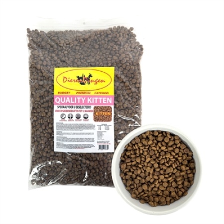 Budget premium quality kitten