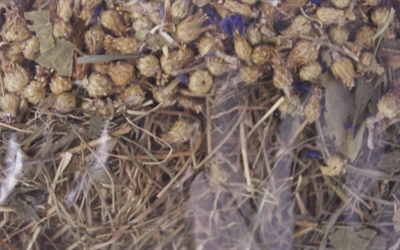 Excellent kruidenhooi korenbloem en berkenblad - Afbeelding 2