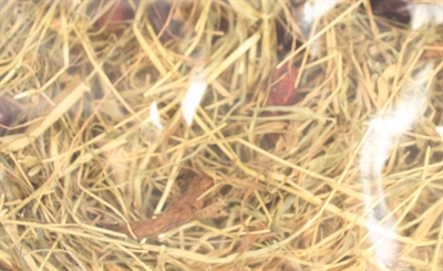 Excellent kruidenhooi rozenbottel en mint - Afbeelding 2