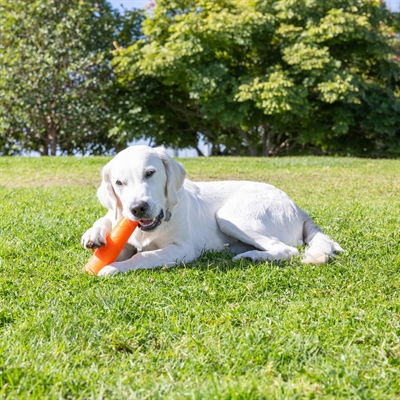 Chuckit super crunch stick - Afbeelding 5