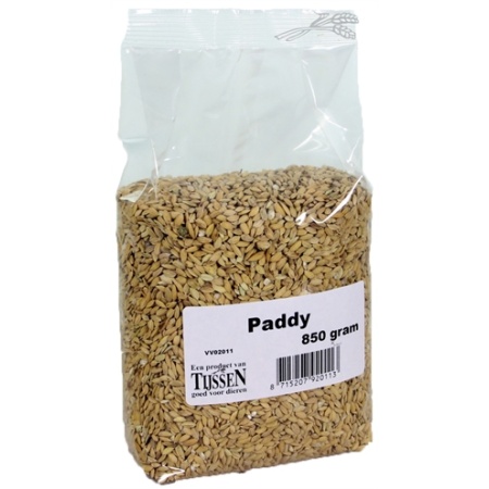Paddy